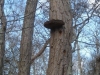 2Shelf-Fungus-in-Winter