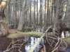 Hosea's Swamp