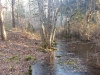 Hosea's Swamp