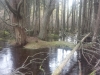 Hosea's Swamp