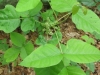 5Thriving-Poison-Ivy