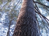 large-eastern-white-pines-found-on-site