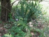 5yucca-honeysuckle-money-plant-thistle-cedar