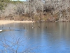 ducks-on-the-pond