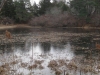 7coastal-freshwater-pond-with-ice