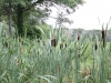 Cat Tails