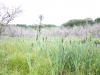 Cat Tails 2