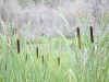 Cat Tails 3