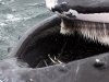 ザトウクジラのヒゲクジラに捕獲された砂ウナギ