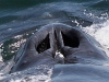 Humpback Whales nose