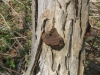 9Shelf-Fungus-on-a-Locust-Tree
