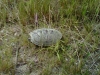 first-turtle-of-the-year
