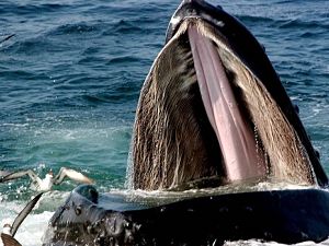 Symbiotic Relationship Between Humpback Whales And Marine Birds