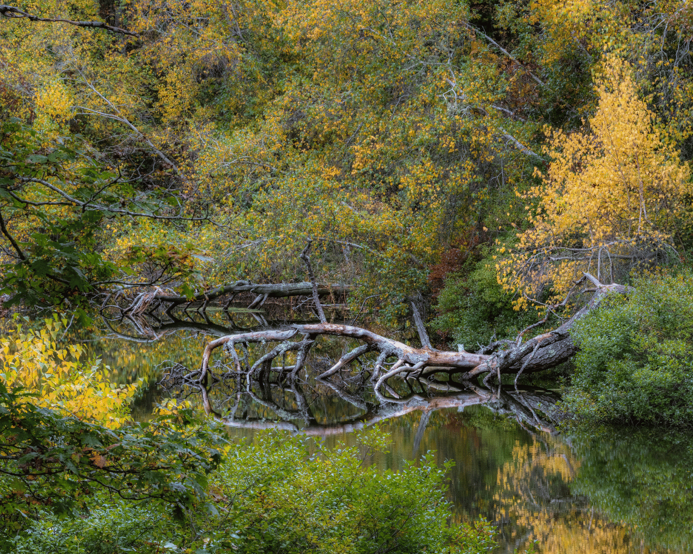 Resize-Reubens Pond
