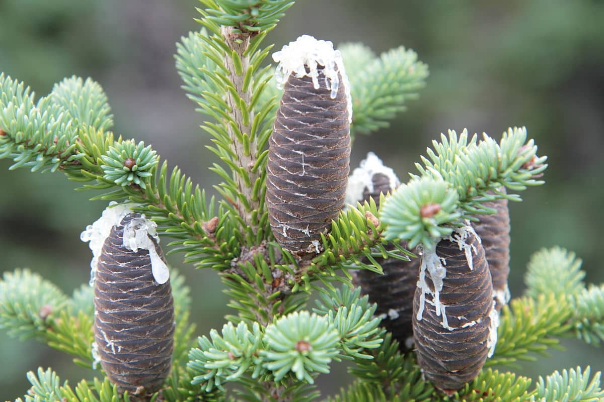 100 US Seeds Balsam Fir Abies Balsamea Christmas Trees